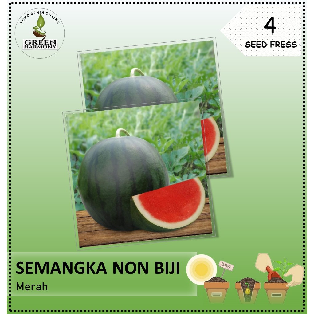 Bibit Buah Semangka Non Biji Merah  Hibrida Isi 4 Benih