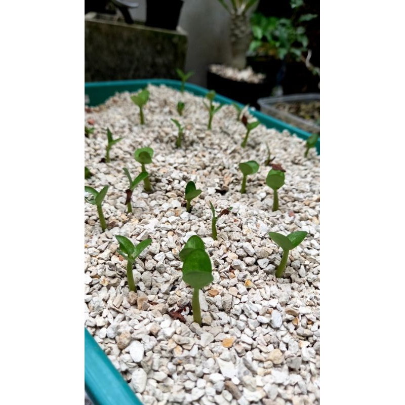 Seed biji pachypodium saundersii semai pachypodium