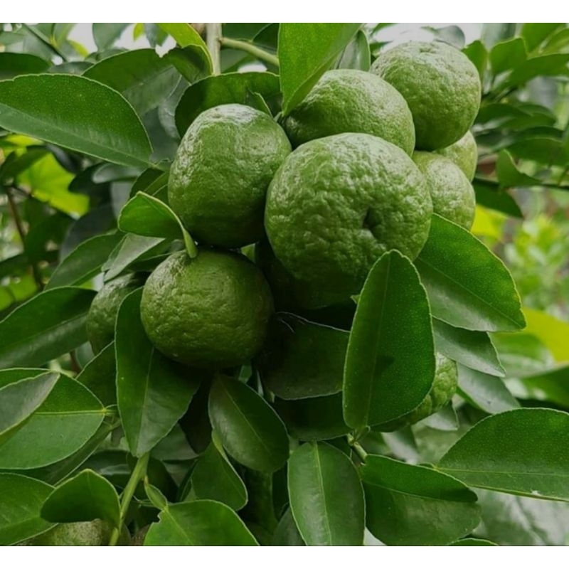 

Jeruk Limau fresh dan segar 500g