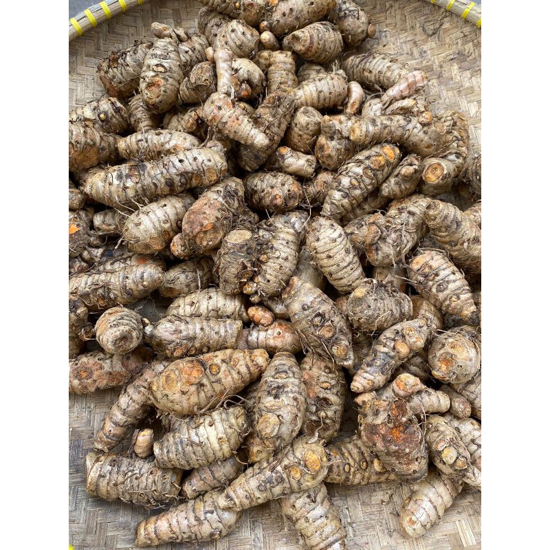 

KUNYIT EMPON/KUNYIT BIANG/KUNYIT TEMULAWAK 1 KG
