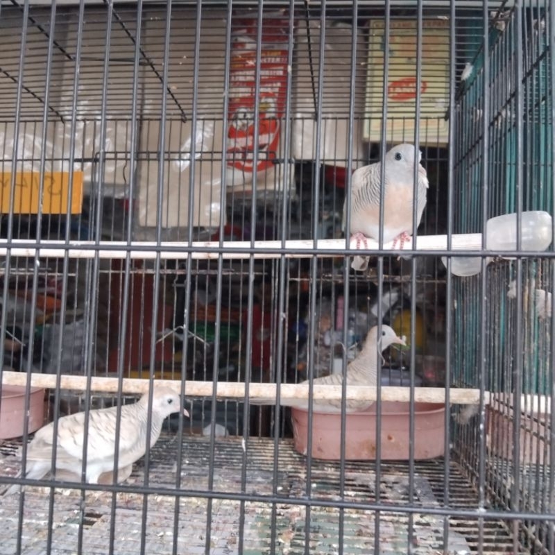 Burung Perkutut Silver Hidup