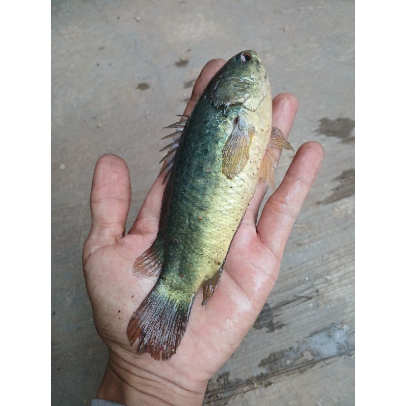 

ikan betok / betik papuyu hidup harga per 1000gr