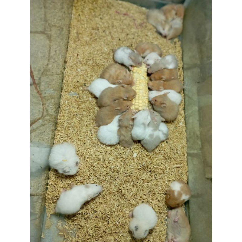 

Hamster Syirian Reqest Warna