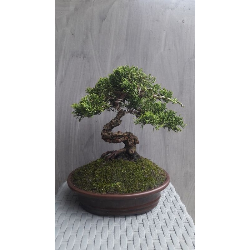 Bonsai cemara sargenti siap pajang ukuran medium/ cemara sargenti/ bonsai jadi siap pajang/ cemara s