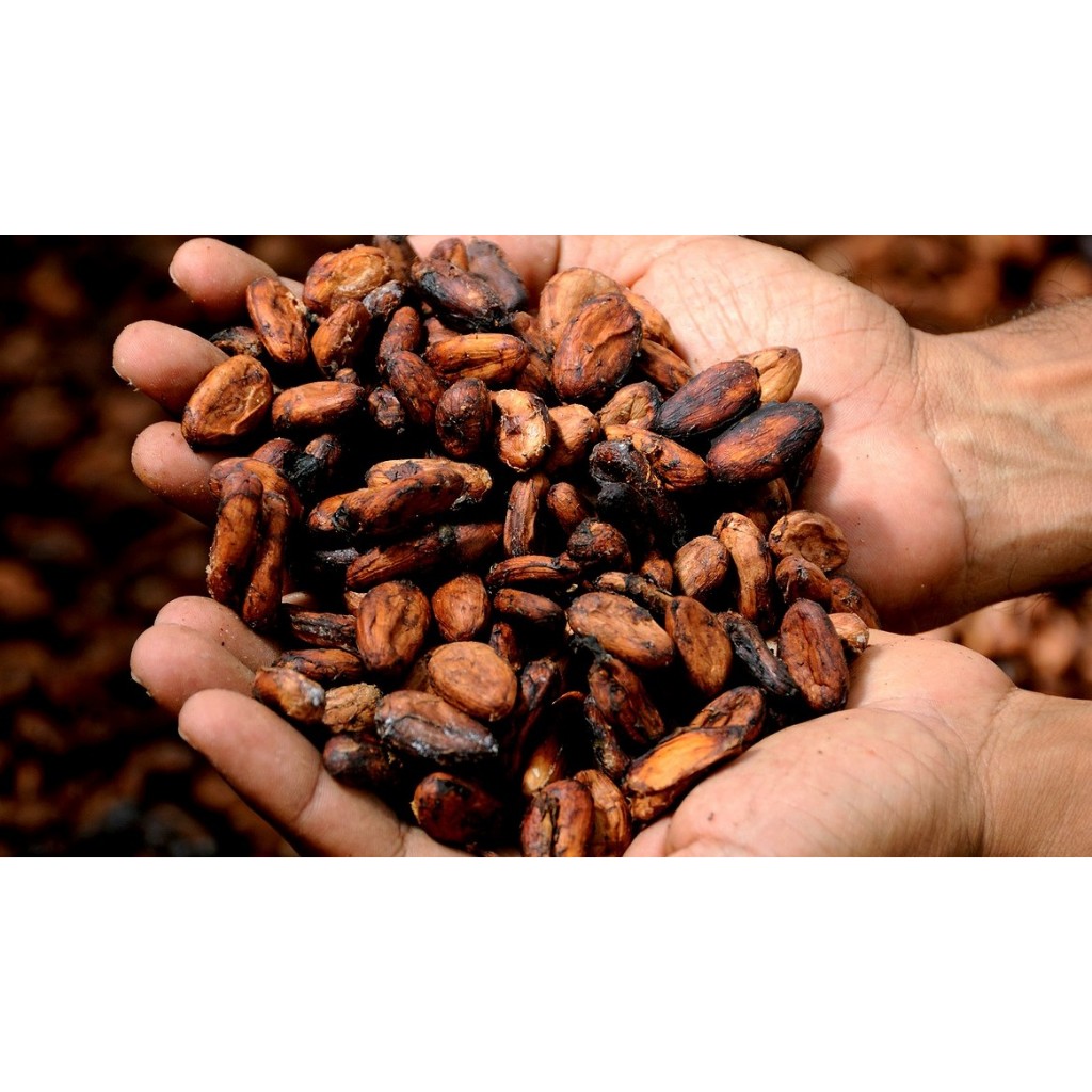 Biji Kakao Kering Kualitas Super 1 Kg