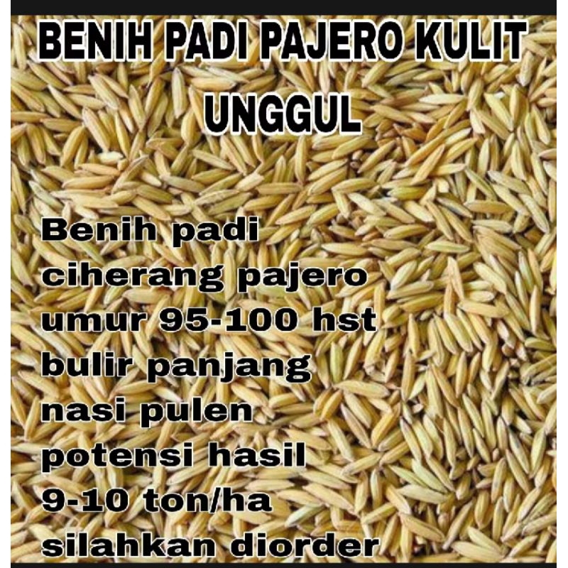 BENIH PADI CIHERANG PAJERO  UNGGUL KUALITAS TERBAIK  kemasan 5 kg