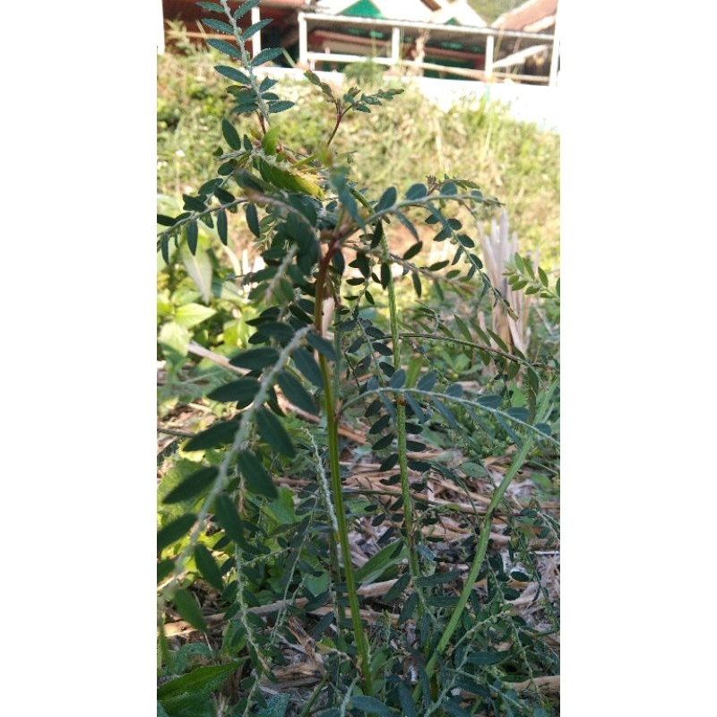 

Jual Meniran segar 1kg murah