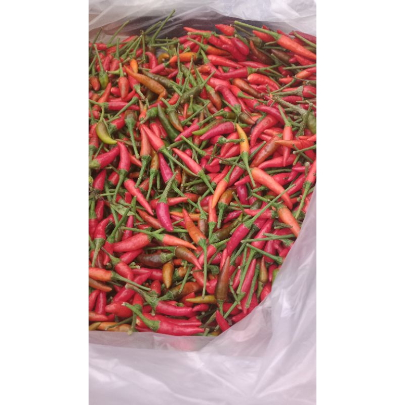 

[GROSIR] 10KG CABAI RAWIT MERAH VARIETAS PELITA