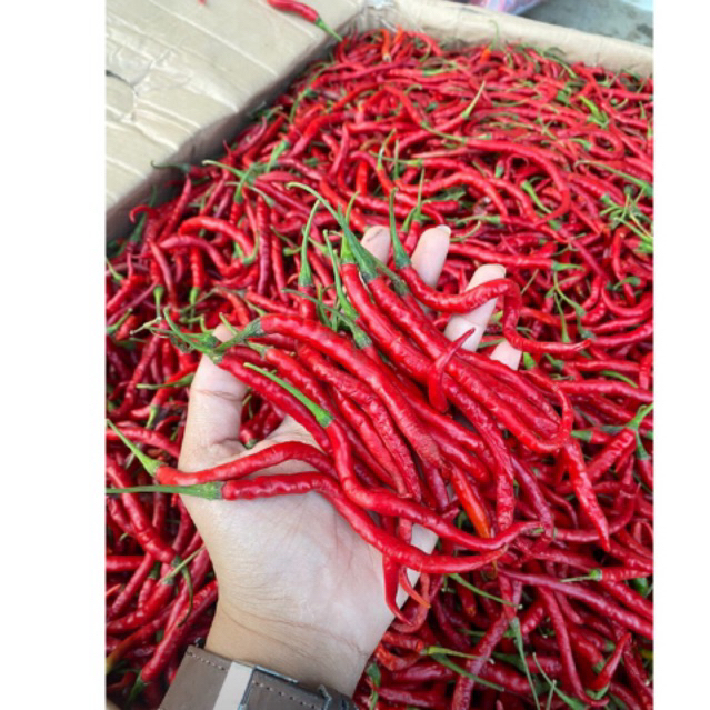 

Cabe merah kriting 1kg