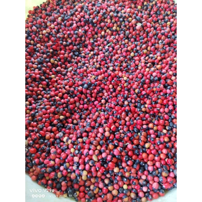 

BIBIT SAGA RAMBAT CEPAT TUMBUH 500gr