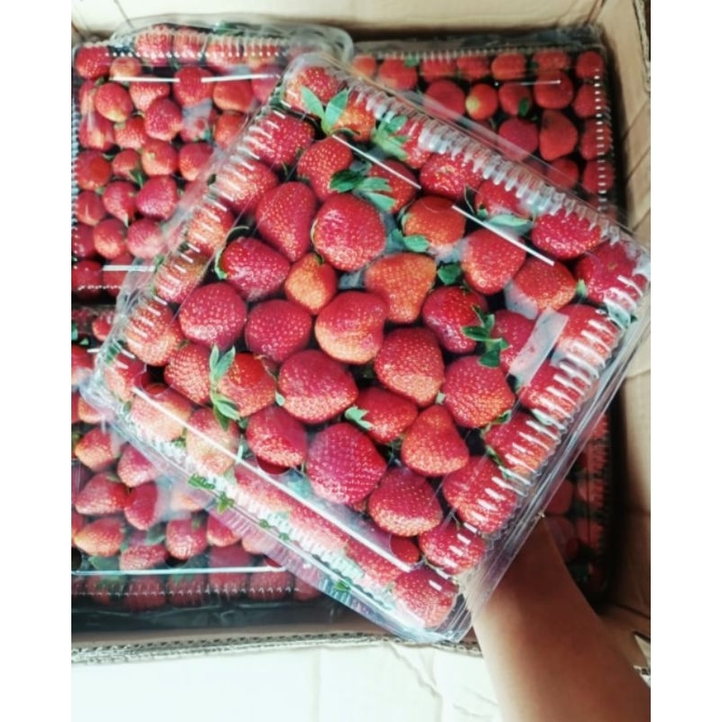 

STROBERI fresh GRADE AB KEMASAN MIKA 1000gr / STRAWBERRY FRESH