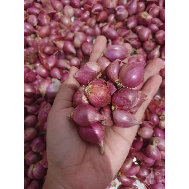 

bawang merah kecil