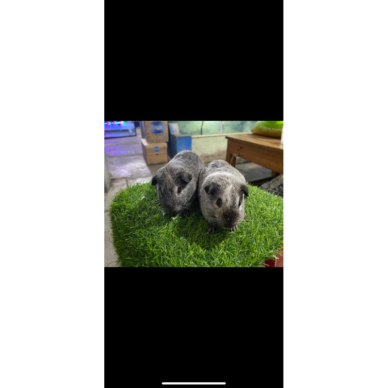marmut hias american/ Guinea pig american remaja