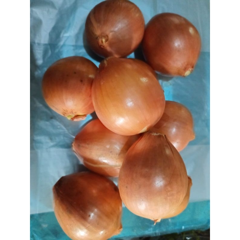 

Bawang Bombay Kirim instan