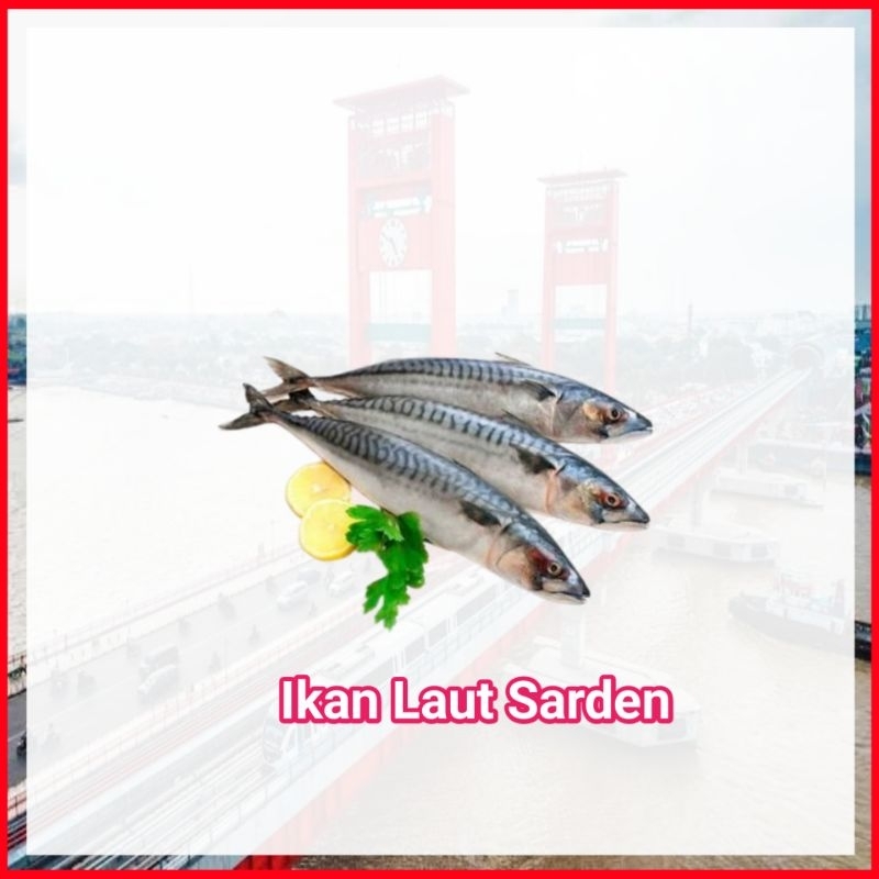 

Ikan Laut Sarden Fresh Palembang