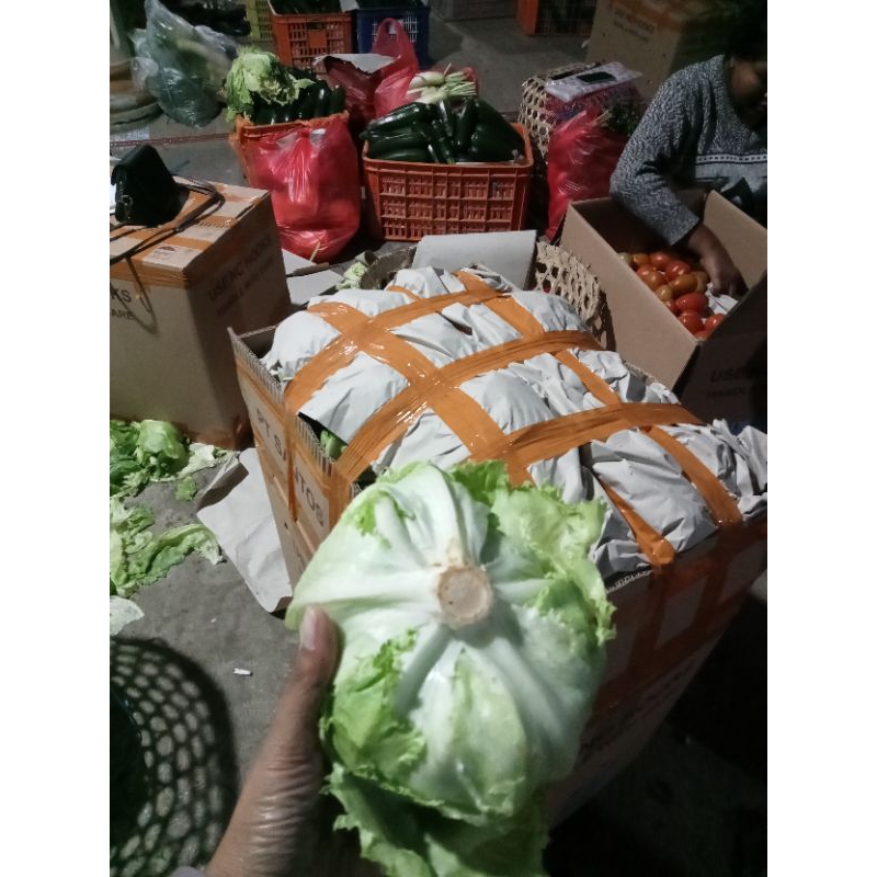 

LETTUCE FRESH ½KG SELADA LETTUCE