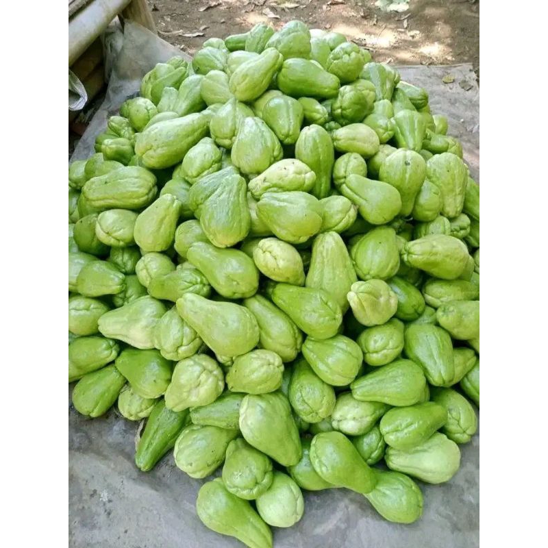 

FLASH SALE!! bibit labu siam super jumbo