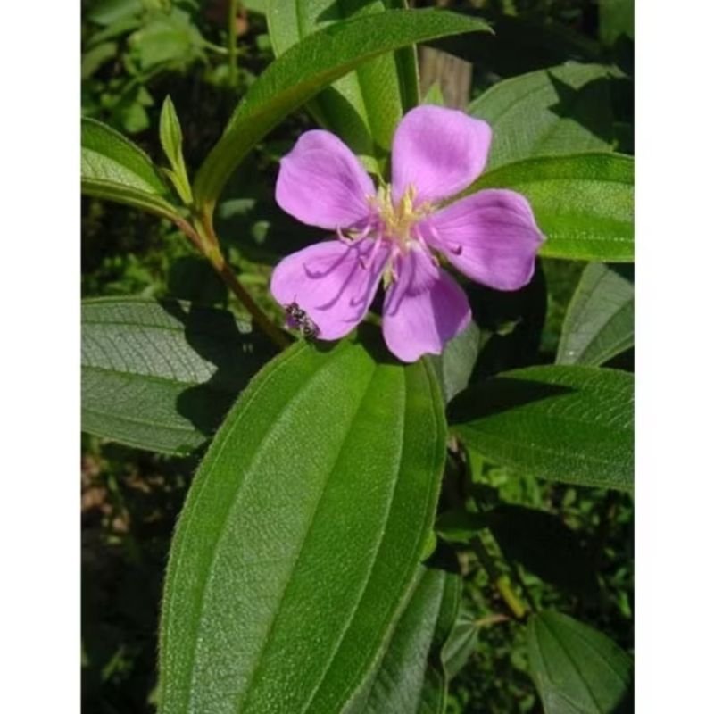 

Daun Senggani Fresh 500Gram