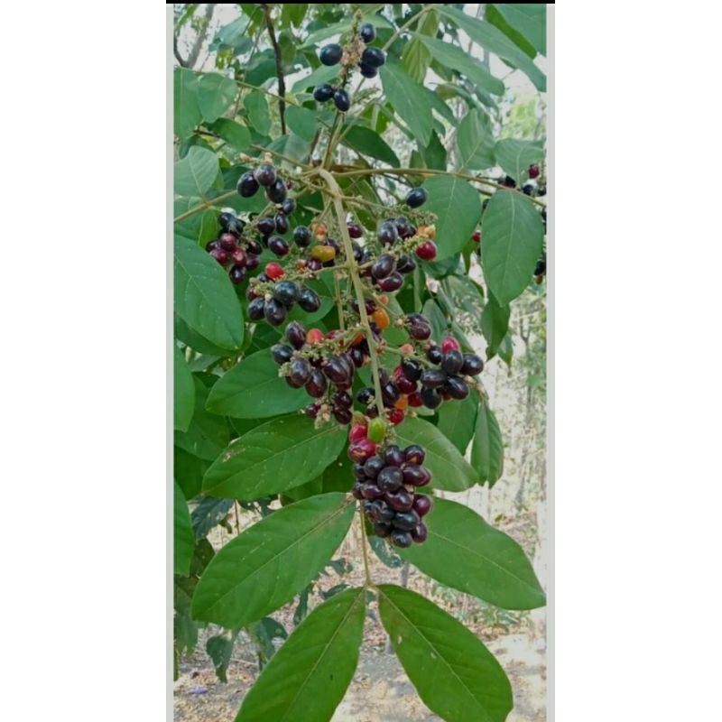 

500 GRAM DAUN KATILAYU/KLAYU SEGAR