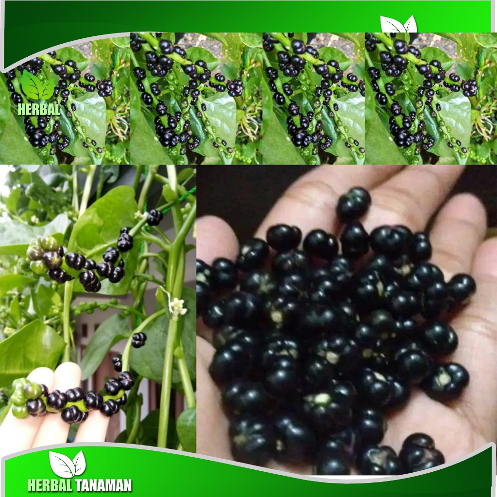 

Buah angkung segar obat stroke herbal alami