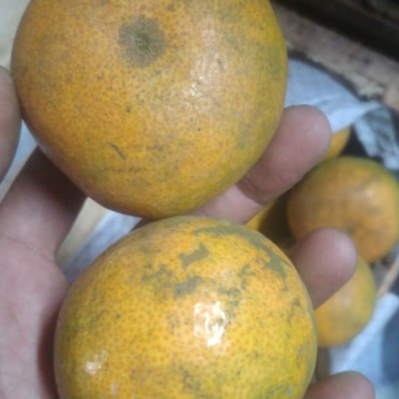 

jeruk medan manis
