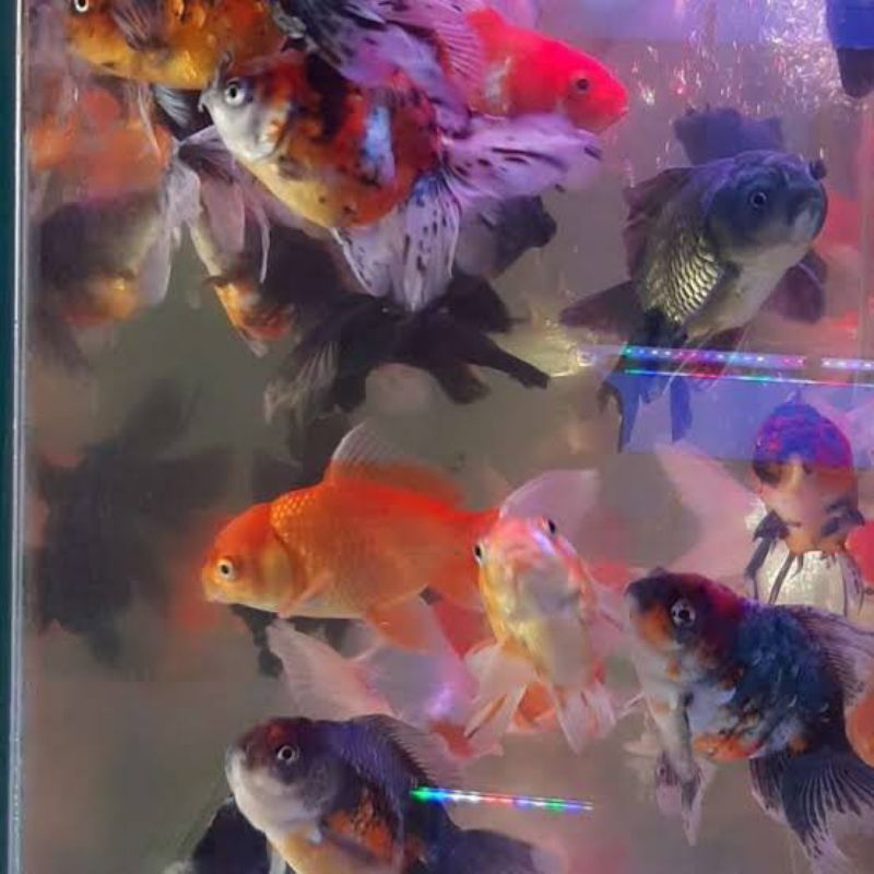 

Souvenir koki pancawarna dekorasi aquarium