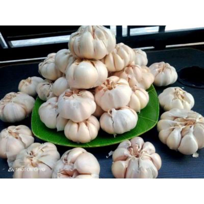 

Bawang Putih Sinco 1kg Brebes Kualitas Terbaik