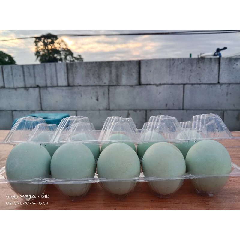 

TELUR ASIN MASIR