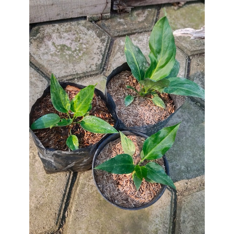 Paket gelombang cinta variegata