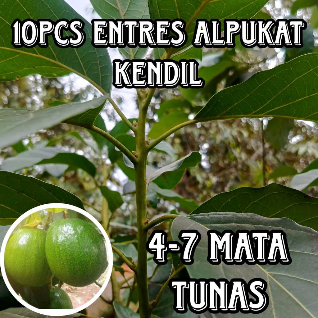 ENTRES ALPUKAT KENDIL SUPER UNGGUL ENTRES ALPUKAT BERKUALITAS (10PCS)