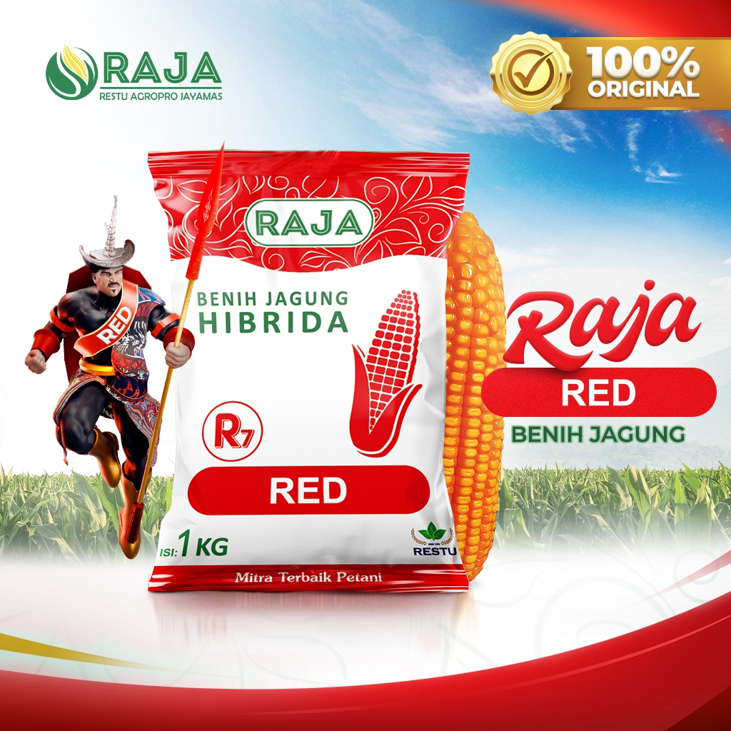 Benih Jagung RAJA R7 Red - 1kg