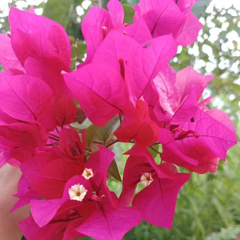 bibit stek bunga kertas bougenville sudah berakar