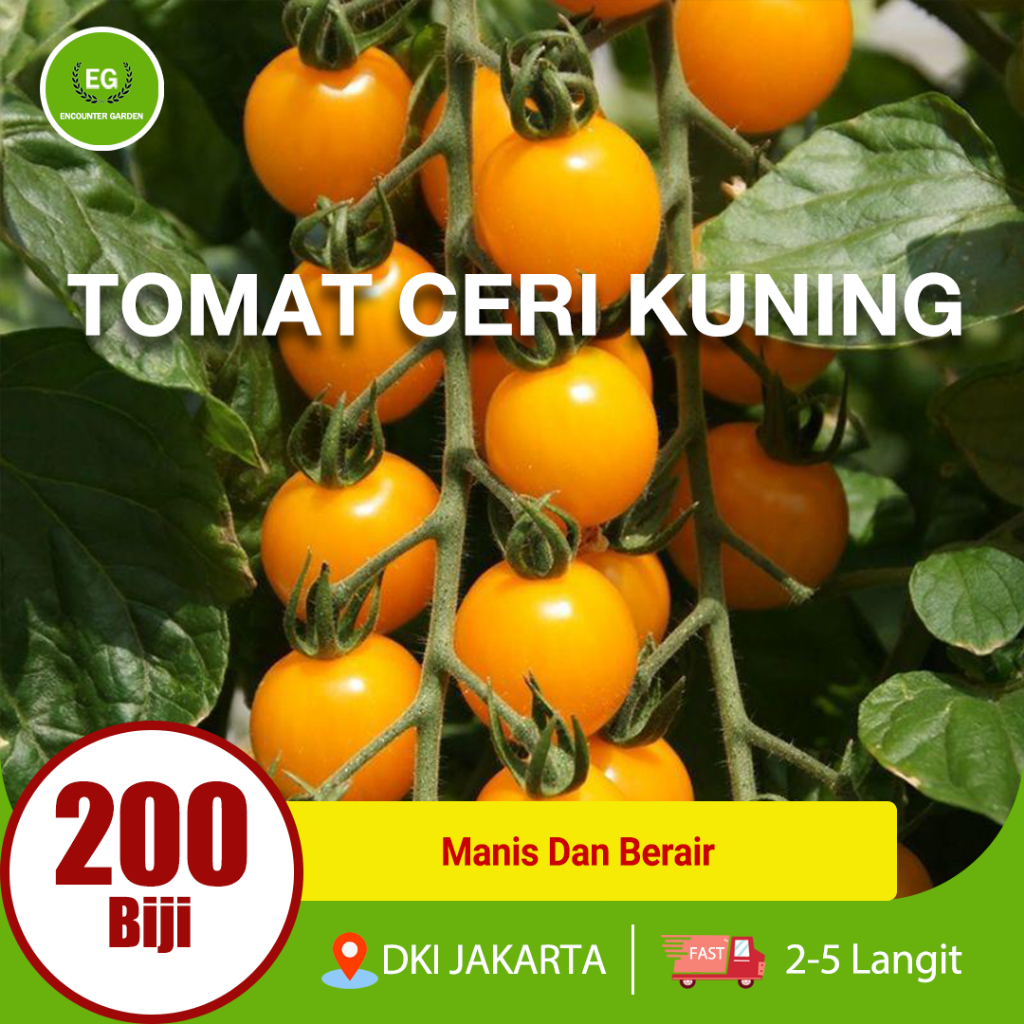 BIBIT SAYURAN DAN BUAH BALKONI DITANAM TOMAT CERI KUNING BENIH 200 biji