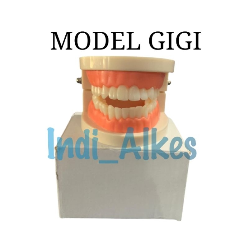 MODEL GIGI / Patung Gigi / Phantom Gigi / Dental Teaching Model