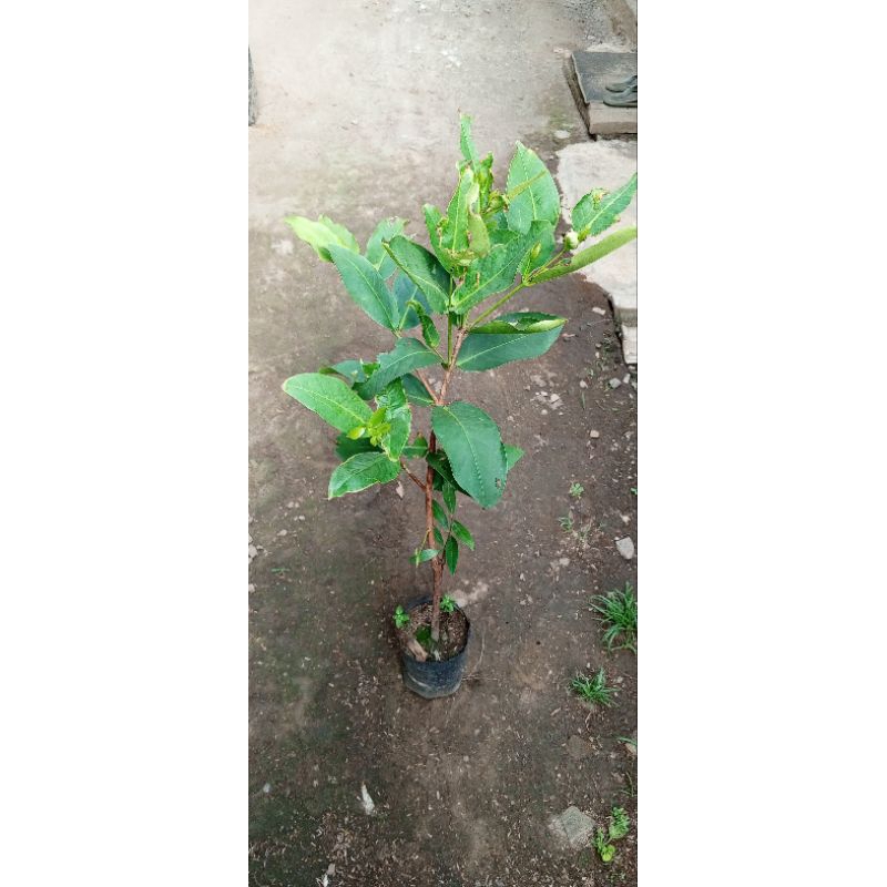Jambu Air Cincalo