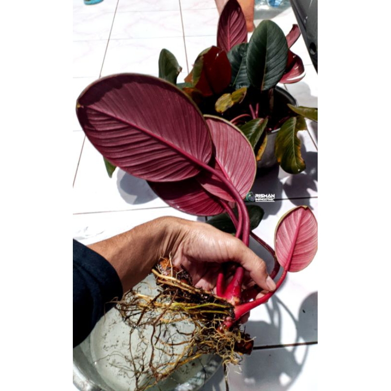 HOMALOMENA RED SP SUMATERA