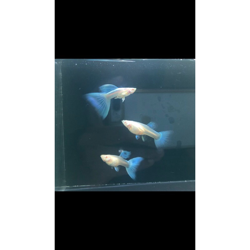 Guppy Hiasan Aquarium | Albino Sky Blue