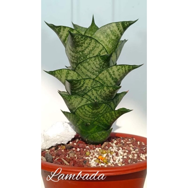 Sansivera Hybrid".LAMBADA"
