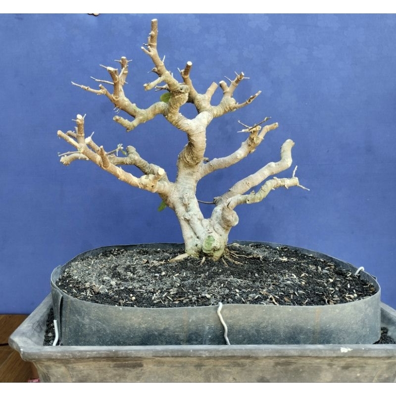 Bonsai Sianci Kecut