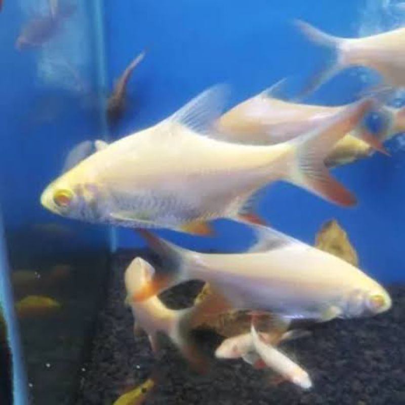 

Souvenir ikan kapiat al bino hiasan aquarium