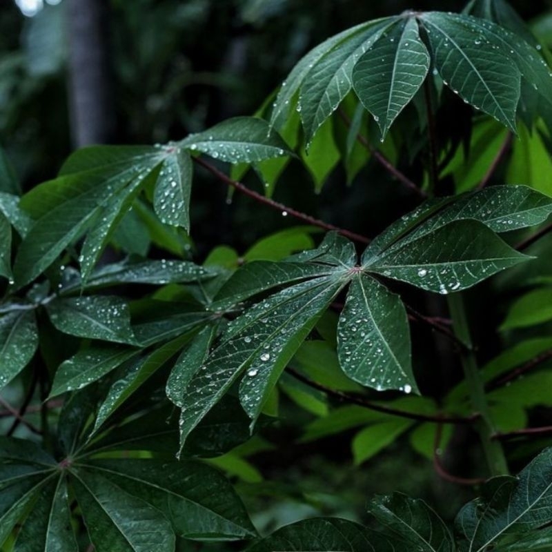 

Daun Singkong Sayuran Fresh