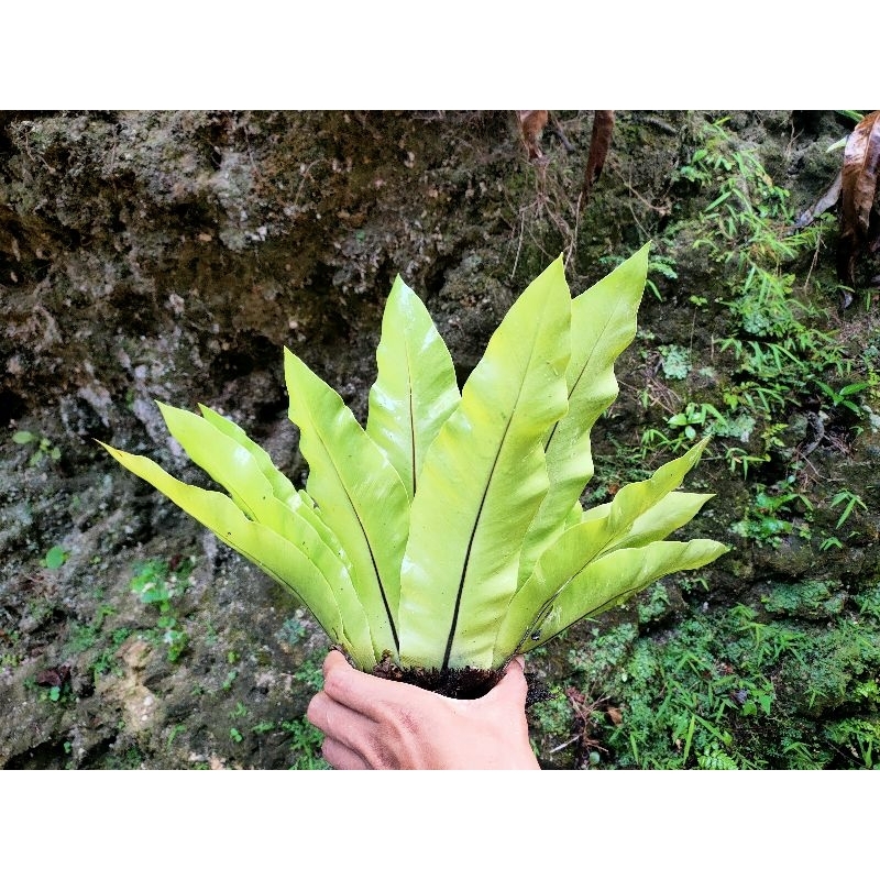 Tanaman Kadaka tanpa papan