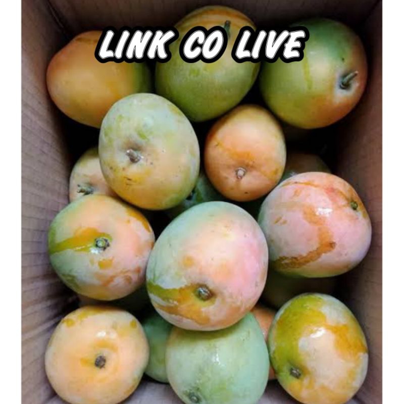 

PESENAN HARGA ANGGUR & LAIN LAIN