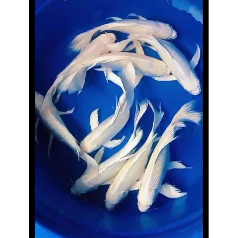 Hiasan Bibit Koi Platinum Slayer/Non Slayer Isi 10
