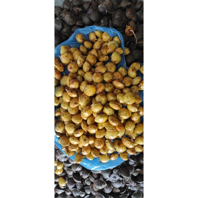 

Jengkol Tua Kamek