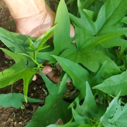 Bibit hidup daun gelandir sayur atau daun ubi