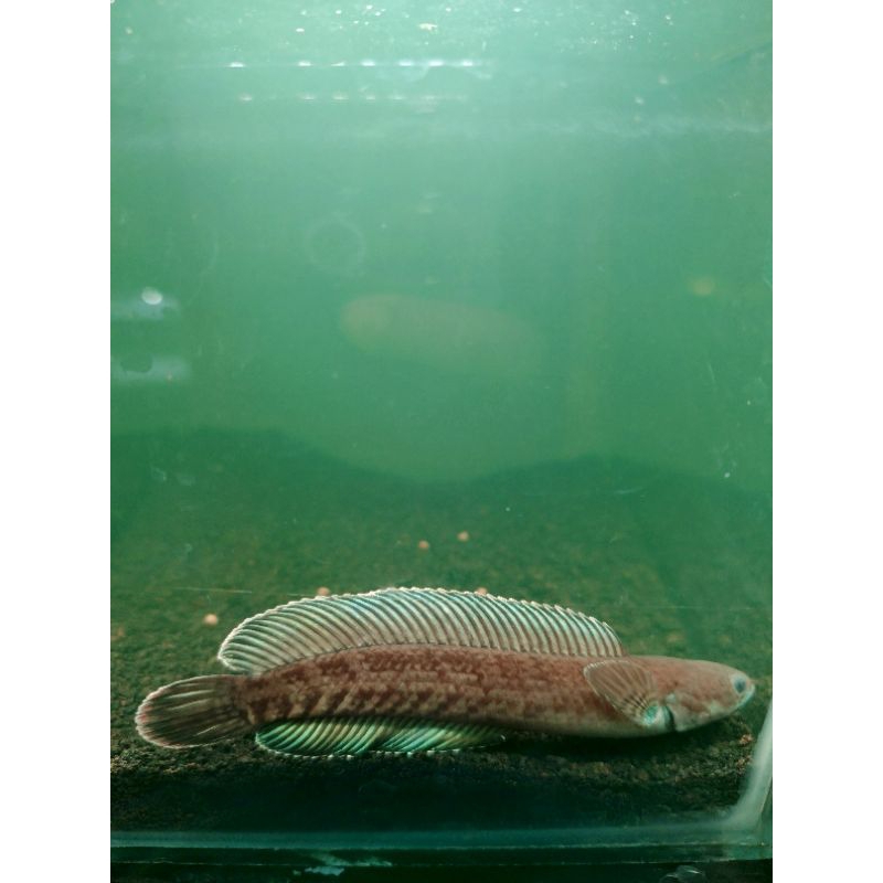 Hiasan aquarium channa andrao jumbo minus