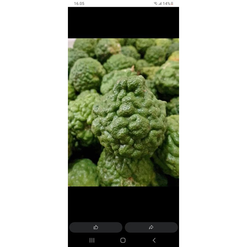 

jeruk purut/ ute pangir jantan medan