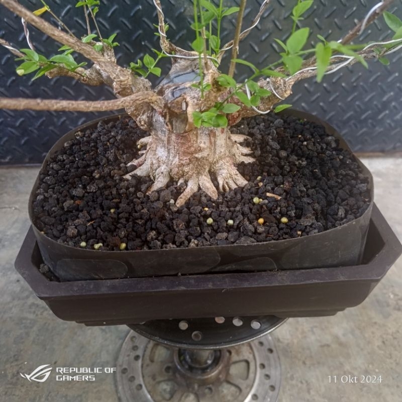 anting putri / bonsai anting putri / bonsai anput