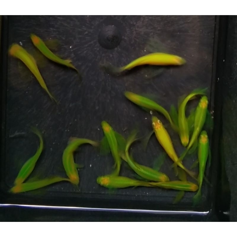 Danio Glowfish Hijau Slayer aman campur ikan lain 🟢